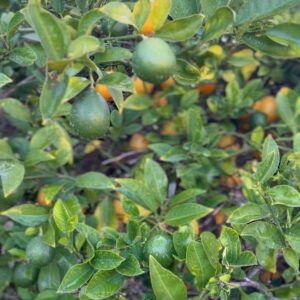 Indy Srinath Instagram - 🍋foraged herbal soda season!
Making lemon   lemon leaf herbal soda from foraged fruit  is so simple it would be a crime if you didn’t try it.
Just make a tea of lemons   lemon leaves. Allow the tea to cool, then strain the liquid into a jar. add local honey and a probiotic capsule, seal the jar and forget about it for a week.
Then it’s ready to drink! 🍹 
Happy fermenting!
.
.
.
.
.
.
.
.
.
.
.
.
.
.
#herbalism #plantbased #fermentation #herbalsoda #wildfoodlove #wildfood #foraged #foragedfood