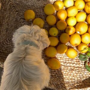 Indy Srinath Instagram - 🍋foraged herbal soda season!
Making lemon   lemon leaf herbal soda from foraged fruit  is so simple it would be a crime if you didn’t try it.
Just make a tea of lemons   lemon leaves. Allow the tea to cool, then strain the liquid into a jar. add local honey and a probiotic capsule, seal the jar and forget about it for a week.
Then it’s ready to drink! 🍹 
Happy fermenting!
.
.
.
.
.
.
.
.
.
.
.
.
.
.
#herbalism #plantbased #fermentation #herbalsoda #wildfoodlove #wildfood #foraged #foragedfood
