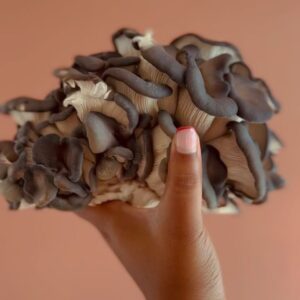 Indy Srinath Instagram - 〰️Fungi Friday ft.
Pleurotus djamor 
Pleurotus ostreatus
Pleurotus eryngii
A v special goat crown 
The amazing reishi art work of @samkshoemaker 
My office shelves turned mushroom fruiting area
And the dogs reunited after a v long time apart (napping in two different rooms)
.
.
.
.
.
.
.
.
.
.
.
.
.

#fungifanatic #mushroomhunting #pleurotusostreatus #pleurotuseryngii #mushroomlover #fungilover #foraging #mushroomcore #fungiofinstagram #fantasticfungi #mushroompicking