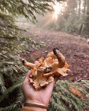 Indy Srinath Instagram - 〰️the macro fungi are unprecedented this year. Thank you rain, thank you forest!
.
.
.
.
#californiamushroomhunters #chanterelle #wildfoodlove #foragingcalifornia #hypomyceslactifluorum #lobstermushroom