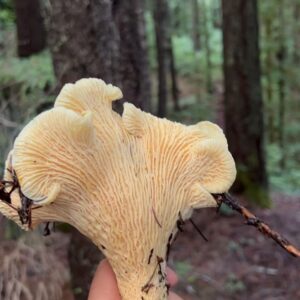 Indy Srinath Instagram - 〰️the macro fungi are unprecedented this year. Thank you rain, thank you forest!
.
.
.
.
#californiamushroomhunters #chanterelle #wildfoodlove #foragingcalifornia #hypomyceslactifluorum #lobstermushroom