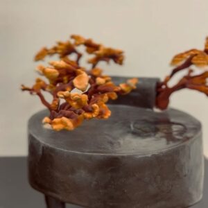 Indy Srinath Instagram - 〰️Fungi Friday ft.
Pleurotus djamor 
Pleurotus ostreatus
Pleurotus eryngii
A v special goat crown 
The amazing reishi art work of @samkshoemaker 
My office shelves turned mushroom fruiting area
And the dogs reunited after a v long time apart (napping in two different rooms)
.
.
.
.
.
.
.
.
.
.
.
.
.

#fungifanatic #mushroomhunting #pleurotusostreatus #pleurotuseryngii #mushroomlover #fungilover #foraging #mushroomcore #fungiofinstagram #fantasticfungi #mushroompicking