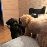 Irina Myagkova Instagram - Ну, это пост, я считаю. 28 мая Анатолий Иринович стал отцом😎 Чуня родила тройню. Девочка темненькая, мальчик бежевый, девочка белая. В таком порядке дело было☺️ ура, я бабушка😂🤟🏽