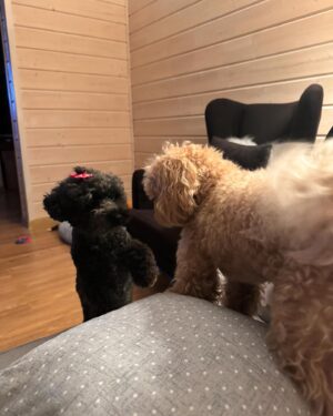 Irina Myagkova Instagram - Ну, это пост, я считаю. 28 мая Анатолий Иринович стал отцом😎 Чуня родила тройню. Девочка темненькая, мальчик бежевый, девочка белая. В таком порядке дело было☺️ ура, я бабушка😂🤟🏽