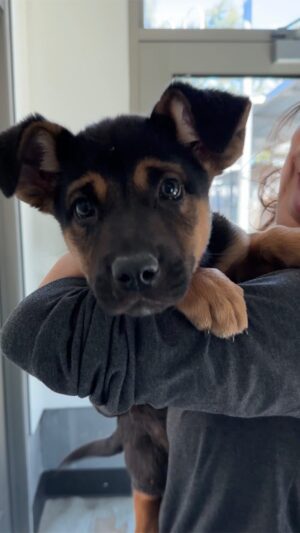 Iris Almario Instagram - Hi guys! Here’s a look at Volunteer Mondays with WUFAW at East Valley Shelter. We clean cages, socialize and walk dogs, do laundry, help with feedings, wash dog bowls, bathe dogs etc.. If you would like to help we would love to have you join us. The more volunteers we have the more dogs we can help. 🙌🏼 Please email us at info@wufaw.org to sign up. We hope to see you next Monday. 🐾🐾 #volunteersneeded 

#volunteerwork #shelterdogs #wufaw #whattodoinla #teamwork💪 #lovedogs🐶 #compassionforanimals