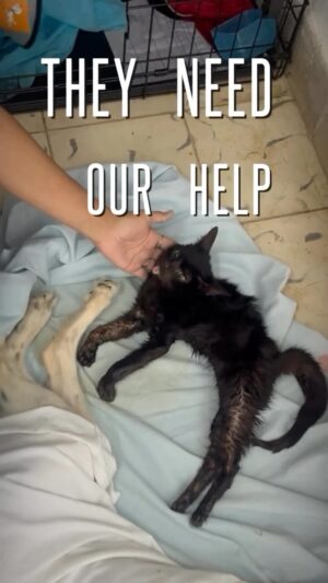 Iris Almario Instagram - FOR $6 SATURDAY 
(Yes we’re making this a thing 😉)

Please help us in supporting @adopcionesxamor they are a one woman operation rescuing severe medical cases on an island where they lack resources and medical care. 

There is a new “store” in Havana that is selling dog food. Which is very exciting because now we can order online and send to them. So please consider giving $6 today to support this amazing rescue. 

Thank you @travisaddams for being such an incredible human and dedicating yourself to this cause. We are lucky to have you. 

#wufaw #adoptsavealife #$6Saturday #rescuesofinstagram #fosteringsaveslives #90milessouthofkeywest #perrosygatos #lovedogsforever ##lovecatsforever #amorporlosanimales #donarsalvavidas #fundraise #latinosunidos