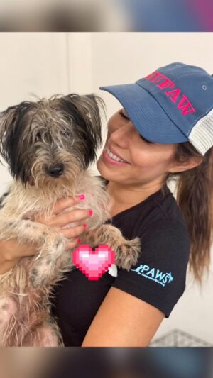 Iris Almario Instagram - We @wufaw_official made it to Vietnam! After checking in we headed to our partners @pawsforcompassion.vn & gave them the donations that so many of you gifted to help the dogs here. Thank you! 💜 Next stop was surgery & of course meeting the dogs. They’re super sweet. 🥰 

Today we get to meet the rescue cats. 💞 Stayed tuned for more bts. #compassionforanimals 

#rescuedogsrule #rescuelife #rescuedogsofig #nonprofitsofinstagram #wufaw