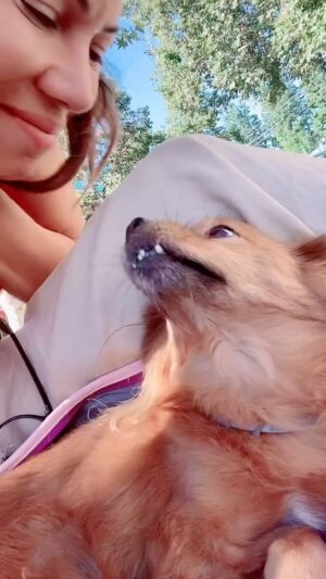 Iris Almario Instagram - Home safe & with my sweet Koko. ❤️ 🐾#kissmeonemoretime #reunitedanditfeelssogood 

#loveher #furkid #happydoghappylife #mylittlewarrior #specialneedsdog #onemorekiss