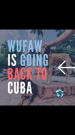 Iris Almario Instagram - EXCITING NEWS! 👊🏼🙌🏼💃🏻

We are going back to Cuba in April and we’d love your help. We are looking for volunteers to join us. The more people that come the more supplies we can bring. During the Spring @americanair allows us to bring 3 bags per person so we’d like to take advantage of this as best we can. 

WUFAW covers accommodations and breakfast. You cover your flight and other meals. 🫶🏽

We are looking for at least one more vet and/or vet tech who is /are fluent in Spanish to join us.  Also, happy to have other volunteers as well. 🐾

If interested in learning more details please email info@wufaw.org

We will post an Amazon wishlist soon so stay tuned…

#wufaw #cuba #dogsofcuba #catsofcuba #rescuesofcuba #90milessouth #volunteerwork