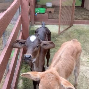 Isabella Koppel Instagram - Dump de um final de semana incrível aqui no @hotelrochedo 💚🐄 Sou apaixonada por esse lugar desde pequena e comemorar meus 18 anos aqui foi maravilhoso!! Me sinto conectada com a natureza, me divirto abeça com galera da animação (e põe animação nisso hahaha) e o hotel é lindo demais🌼✨ Obrigada por me receber de braços abertos e tornar meu aniversário o melhor🥹🫶🏻