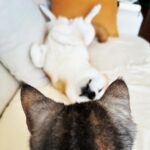 JUJU Instagram - 猫の日。