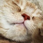 JUJU Instagram - 猫の日。