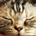 JUJU Instagram - 猫の日。