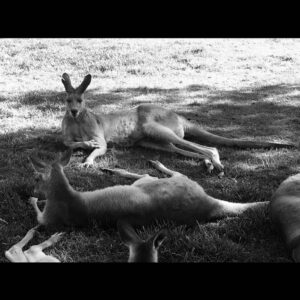 Jacinda Barrett Instagram - Home 
@wireswildliferescue @wwf @wwfaustralia 
#Bushfireemergency #nswrfs #wireswildliferescue #climatevisionaries #ausfires #globalwarming
#ourhouseisonefire #natgeo
@greenpeace@natgeo