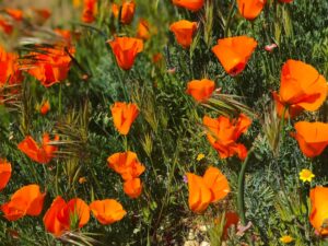 Jackie Moore Instagram - That we find a crystal or a poppy beautiful means that we are less alone, that we are more deeply inserted into existence than the course of a single life would lead us to believe