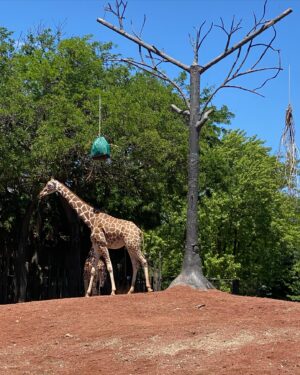 Jacqueline Scislowski Instagram - Friday photo dump of the week 🦒🌞💛#chicago #friday #summer #photodump #zoo #lincolnparkchicago #2024 #sunshine #happy swipe to the end see a surprise 😆🐢🐢🐢