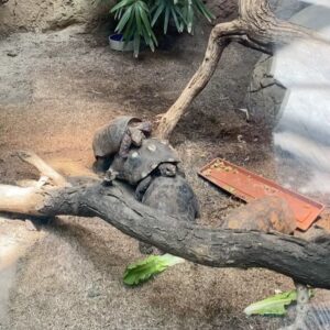 Jacqueline Scislowski Instagram - Friday photo dump of the week 🦒🌞💛#chicago #friday #summer #photodump #zoo #lincolnparkchicago #2024 #sunshine #happy swipe to the end see a surprise 😆🐢🐢🐢