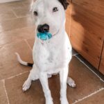 Jacqueline MacInnes Wood Instagram - My kids never liked pacifiers.. but this little guy does… lol. 🤍 #pittiesofinstagram