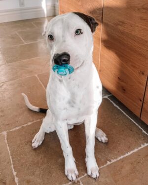 Jacqueline MacInnes Wood Instagram - My kids never liked pacifiers.. but this little guy does… lol. 🤍 #pittiesofinstagram