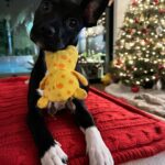 Jaina Lee Ortiz Instagram - Lou/Louie/LooLoo/My baby/Mi nene, etc We rescued him from @wagsandwalks on Dec 10. He was born on 8/20/23, unsure of his breed but we find out very soon as we just submitted his doggie DNA (😭😭😭) He is extremely smart, loves to cuddle and nap, enjoys foraging for seeds & leaves in the backyard…. And sleeps throughout the night! (🙏🏽) Don’t mind me, I’ll be flooding the feed with puppy pics bc I’m obsessed. 😍