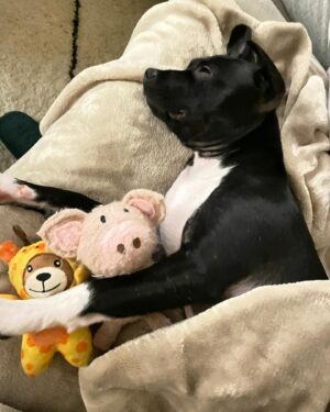 Jaina Lee Ortiz Instagram - Lou/Louie/LooLoo/My baby/Mi nene, etc 

We rescued him from @wagsandwalks on Dec 10. 
He was born on 8/20/23, unsure of his breed but we find out very soon as we just submitted his doggie DNA (😭😭😭)
He is extremely smart, loves to cuddle and nap, enjoys foraging for seeds & leaves in the backyard…. And sleeps throughout the night! (🙏🏽) 
Don’t mind me, I’ll be flooding the feed with puppy pics bc I’m obsessed. 😍