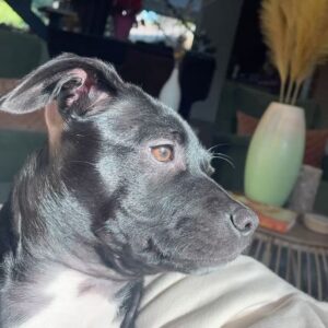 Jaina Lee Ortiz Instagram - Lou/Louie/LooLoo/My baby/Mi nene, etc 

We rescued him from @wagsandwalks on Dec 10. 
He was born on 8/20/23, unsure of his breed but we find out very soon as we just submitted his doggie DNA (😭😭😭)
He is extremely smart, loves to cuddle and nap, enjoys foraging for seeds & leaves in the backyard…. And sleeps throughout the night! (🙏🏽) 
Don’t mind me, I’ll be flooding the feed with puppy pics bc I’m obsessed. 😍