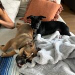 Jaina Lee Ortiz Instagram - Louie lately…