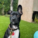 Jaina Lee Ortiz Instagram - Lou/Louie/LooLoo/My baby/Mi nene, etc We rescued him from @wagsandwalks on Dec 10. He was born on 8/20/23, unsure of his breed but we find out very soon as we just submitted his doggie DNA (😭😭😭) He is extremely smart, loves to cuddle and nap, enjoys foraging for seeds & leaves in the backyard…. And sleeps throughout the night! (🙏🏽) Don’t mind me, I’ll be flooding the feed with puppy pics bc I’m obsessed. 😍
