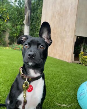 Jaina Lee Ortiz Instagram - Lou/Louie/LooLoo/My baby/Mi nene, etc 

We rescued him from @wagsandwalks on Dec 10. 
He was born on 8/20/23, unsure of his breed but we find out very soon as we just submitted his doggie DNA (😭😭😭)
He is extremely smart, loves to cuddle and nap, enjoys foraging for seeds & leaves in the backyard…. And sleeps throughout the night! (🙏🏽) 
Don’t mind me, I’ll be flooding the feed with puppy pics bc I’m obsessed. 😍