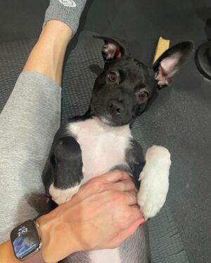 Jaina Lee Ortiz Instagram - Lou/Louie/LooLoo/My baby/Mi nene, etc 

We rescued him from @wagsandwalks on Dec 10. 
He was born on 8/20/23, unsure of his breed but we find out very soon as we just submitted his doggie DNA (😭😭😭)
He is extremely smart, loves to cuddle and nap, enjoys foraging for seeds & leaves in the backyard…. And sleeps throughout the night! (🙏🏽) 
Don’t mind me, I’ll be flooding the feed with puppy pics bc I’m obsessed. 😍