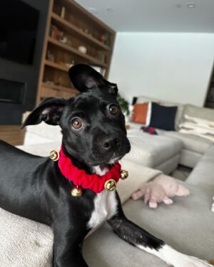 Jaina Lee Ortiz Instagram - Lou/Louie/LooLoo/My baby/Mi nene, etc 

We rescued him from @wagsandwalks on Dec 10. 
He was born on 8/20/23, unsure of his breed but we find out very soon as we just submitted his doggie DNA (😭😭😭)
He is extremely smart, loves to cuddle and nap, enjoys foraging for seeds & leaves in the backyard…. And sleeps throughout the night! (🙏🏽) 
Don’t mind me, I’ll be flooding the feed with puppy pics bc I’m obsessed. 😍