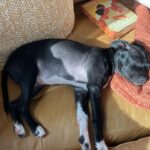 Jaina Lee Ortiz Instagram - Lou/Louie/LooLoo/My baby/Mi nene, etc We rescued him from @wagsandwalks on Dec 10. He was born on 8/20/23, unsure of his breed but we find out very soon as we just submitted his doggie DNA (😭😭😭) He is extremely smart, loves to cuddle and nap, enjoys foraging for seeds & leaves in the backyard…. And sleeps throughout the night! (🙏🏽) Don’t mind me, I’ll be flooding the feed with puppy pics bc I’m obsessed. 😍