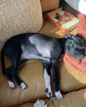 Jaina Lee Ortiz Instagram - Lou/Louie/LooLoo/My baby/Mi nene, etc 

We rescued him from @wagsandwalks on Dec 10. 
He was born on 8/20/23, unsure of his breed but we find out very soon as we just submitted his doggie DNA (😭😭😭)
He is extremely smart, loves to cuddle and nap, enjoys foraging for seeds & leaves in the backyard…. And sleeps throughout the night! (🙏🏽) 
Don’t mind me, I’ll be flooding the feed with puppy pics bc I’m obsessed. 😍