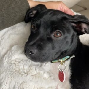 Jaina Lee Ortiz Instagram - Lou/Louie/LooLoo/My baby/Mi nene, etc 

We rescued him from @wagsandwalks on Dec 10. 
He was born on 8/20/23, unsure of his breed but we find out very soon as we just submitted his doggie DNA (😭😭😭)
He is extremely smart, loves to cuddle and nap, enjoys foraging for seeds & leaves in the backyard…. And sleeps throughout the night! (🙏🏽) 
Don’t mind me, I’ll be flooding the feed with puppy pics bc I’m obsessed. 😍