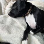 Jaina Lee Ortiz Instagram - Louie dump