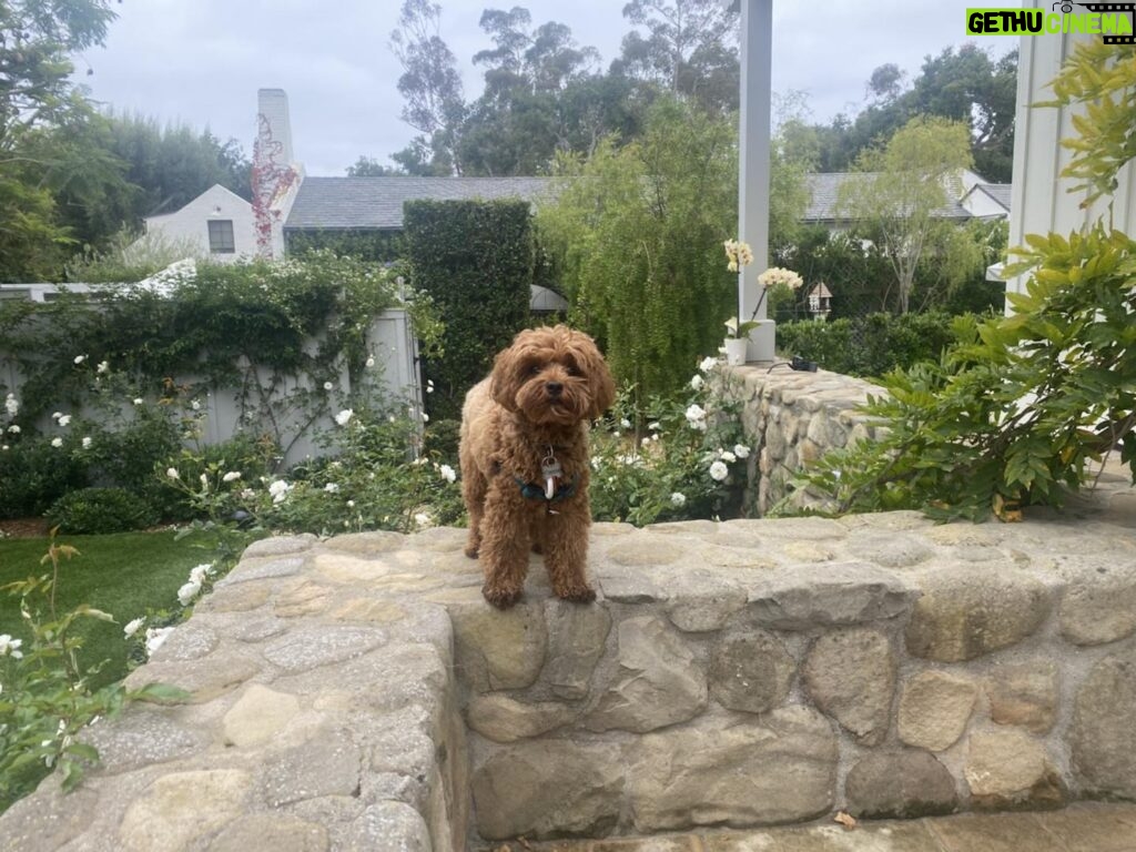 Jane Lynch Instagram - Queen of all she surveys. @francinethedoodle