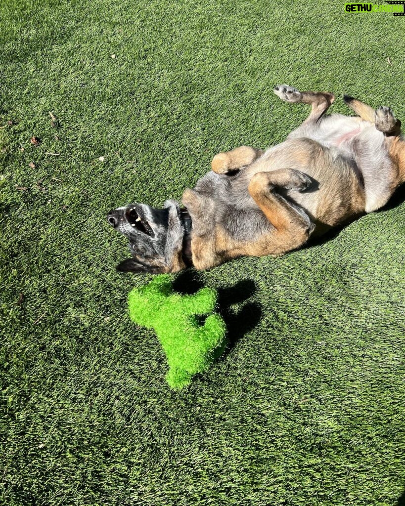 Jane Lynch Instagram - Mildred’s new toy matches the grass and it’s cracking her up.