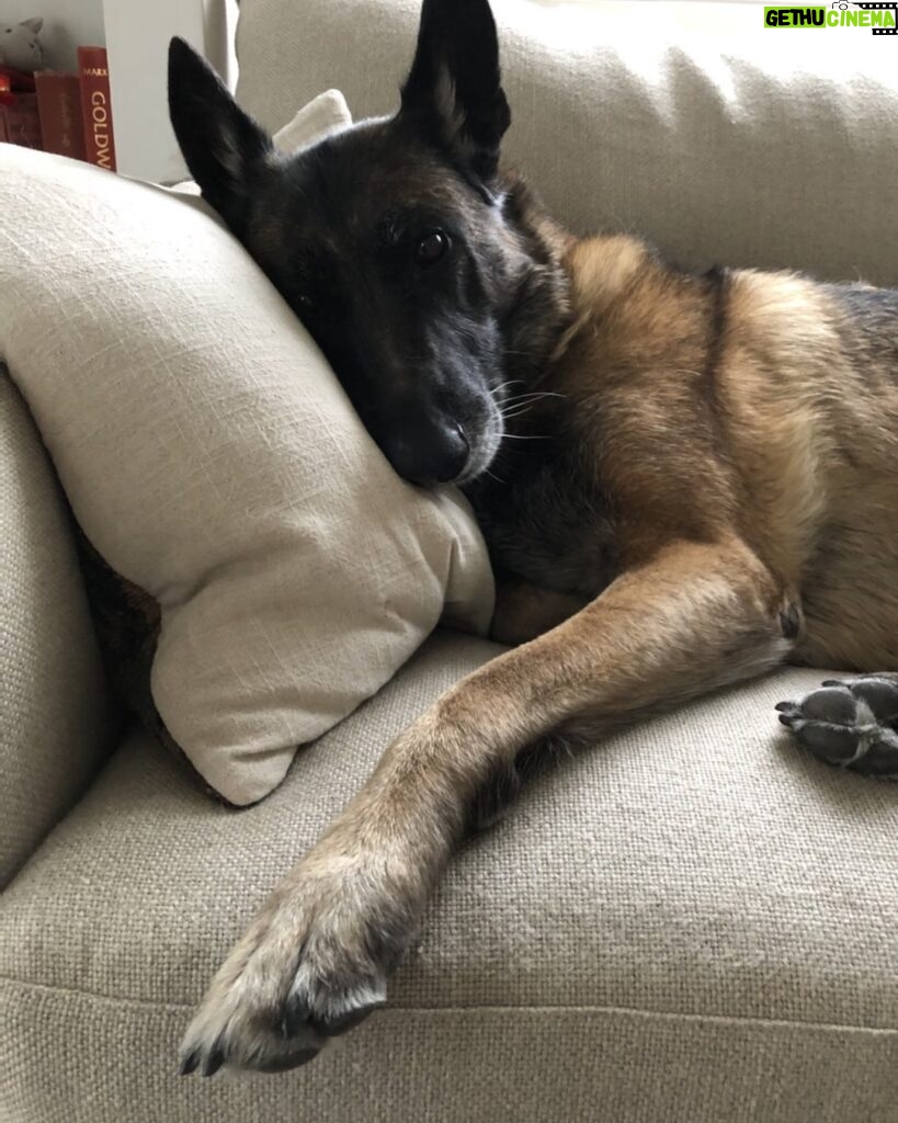 Jane Lynch Instagram - Mildred reclines. (Photo by @maritski22)