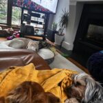 Jann Arden Instagram – Omg- poppy is being forced to watch hockey! I need to get home!!!