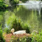 Jann Arden Instagram – Thought I’d just post a photo of a swan nesting in a park in London.
