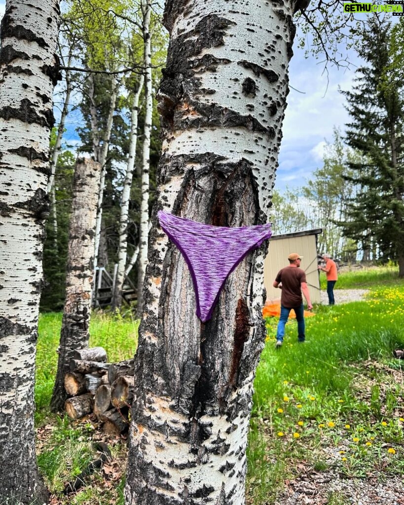 Jann Arden Instagram - When your trusted yard ranger/birdfeeder tries to bring modesty to a brazen poplar tree. #bushpants #treepanties thank for the chuckle, Katie! @clarkkatieo