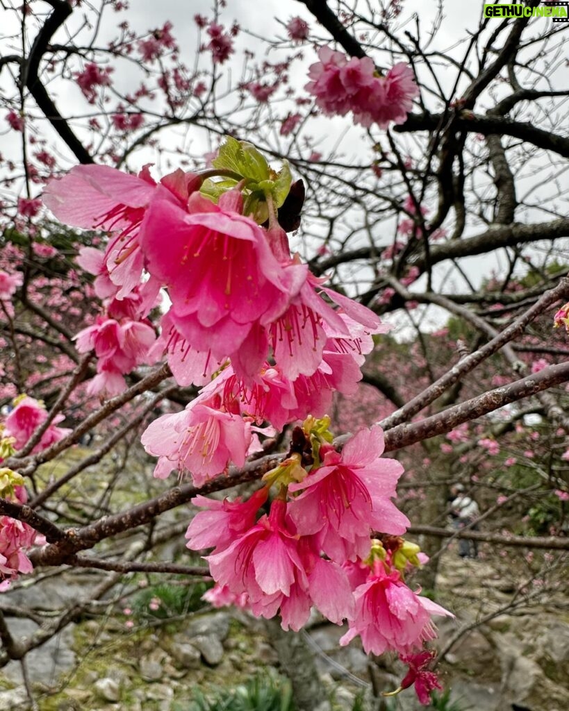 Jeanette Aw Instagram - I guess I’m still not done with Japan posts.. The day I caught some early sakuras at the castle and ending the visit with sakura ice cream and some really good coffee.