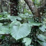 Jeanette Aw Instagram - Okinawa. Spent part of my day in the Valley of Gangala, spotted the leaf that inspired Totoro’s leaf umbrella, felt like I was transported back to my period drama days with the oil lamp, and just being in awe of what Nature has to offer.