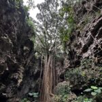 Jeanette Aw Instagram - Okinawa. Spent part of my day in the Valley of Gangala, spotted the leaf that inspired Totoro’s leaf umbrella, felt like I was transported back to my period drama days with the oil lamp, and just being in awe of what Nature has to offer.