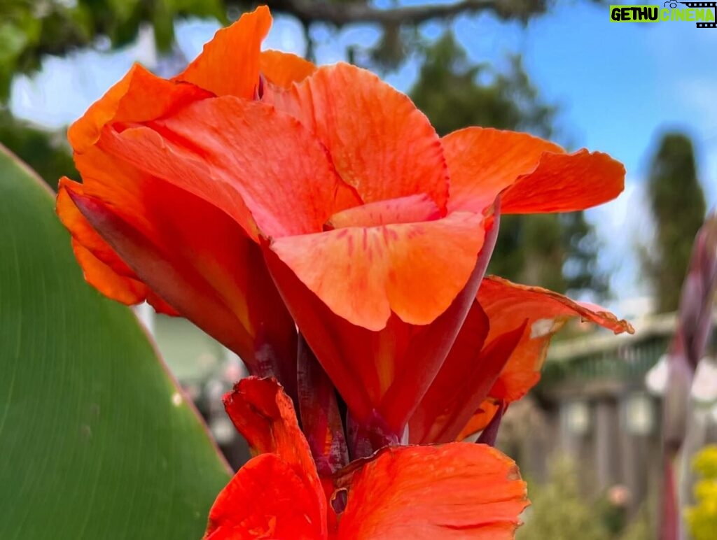 Jen Gunter Instagram - Saw this stunning rose in what I can only describe as a spectacularly rambling garden. This is the garden of my dreams. A barely contained chaos of colors. Going to be thinking about this beauty all day.