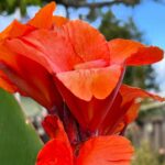 Jen Gunter Instagram – Saw this stunning rose in what I can only describe as a spectacularly rambling garden. This is the garden of my dreams. A barely contained chaos of colors. Going to be thinking about this beauty all day.