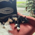 Jenna Elfman Instagram - M O O D 🐈‍⬛🎄
