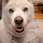 Jenna Laurenzo Instagram - 🎥🐕 . . . #husky #huskylove #dogsofinstagram #manicmonday #mood