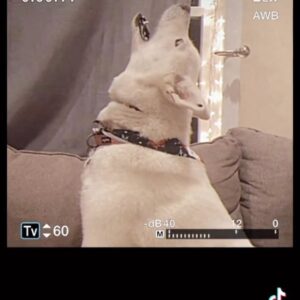 Jenna Laurenzo Instagram - Mo loves this song ❤️ 
.
.
.
#husky #tistheseason #huskylife #christmas #tiktok