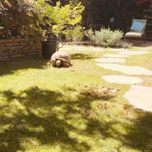 Jenna Laurenzo Instagram - Leave it to @onsetwithmichellebeck to lead me into a magical garden, greeted by a tortoise 🐢 ❤️✨